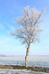 Fototapeta na wymiar Tree in a white winter landscape