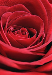 Close up Photo of a red rose