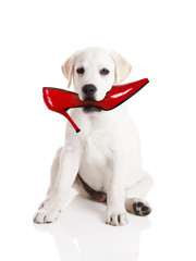Biting the shoe