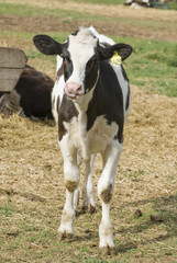 Calf