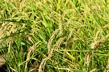 Obraz premium 稲穂