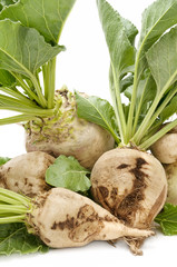 sugar beet
