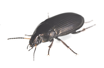 Ground beetle, Amara isolated on white background