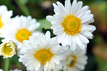 Obraz na płótnie Canvas white and yellow daisies