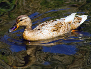 Mallard Duck