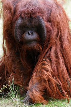 Orang-outan mena&ccedil;ant