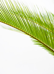 Fototapeta premium palm leaf texture