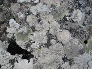 lichen argent