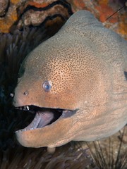 Giant Moray Eel - Gymnothorax javanicus