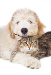 Cat of breed Maine coon and a puppy