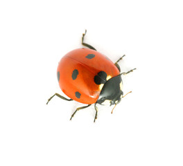 Ladybug