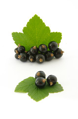 Black currant