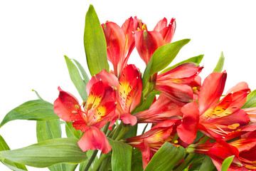 Alstroemeria
