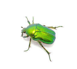 Green beetle