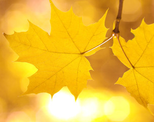 autumn leaves