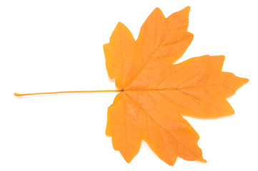autumn maple leaf