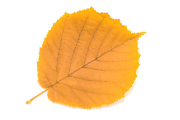 autumn leaf