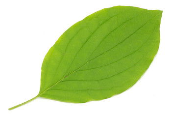 Obraz premium green leaf