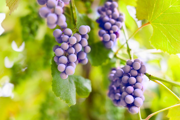 Bunch of grapes in a vinery