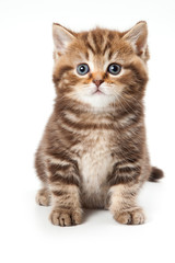 Fototapeta premium British kitten on white background