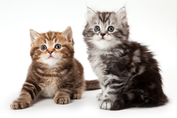 Obraz premium British kitten on white background