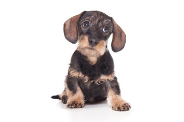 Dachshund puppy on white background