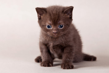 Brown kitten on grey background