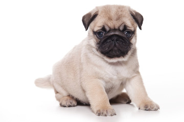 Pug puppy on white background