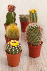 Little Cactus plant