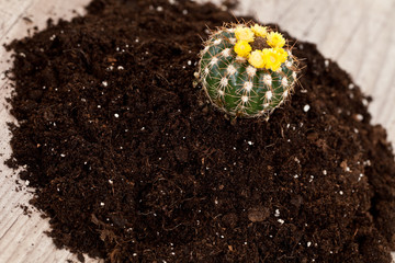 Little cactus plant