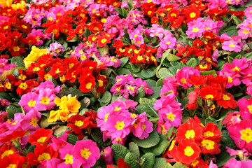 Colorful primula acaulis flowerbed