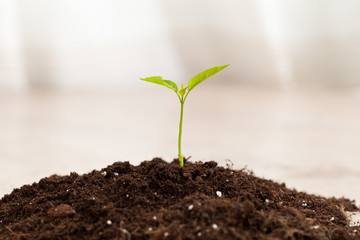 growing plant