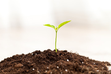 growing plant