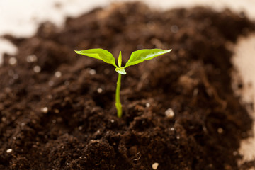 growing plant
