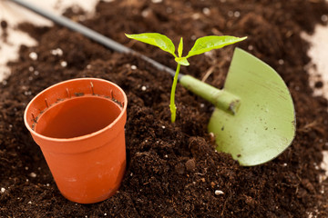 growing plant