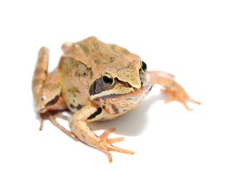 frog on white