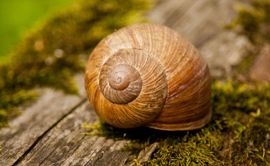 Shell of a snail