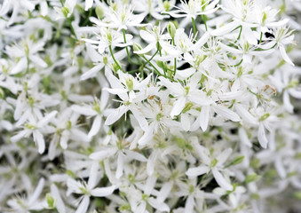 Small white gentle flowers as a natural backround