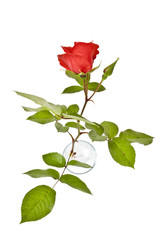 Obraz premium red rose