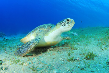 Obraz na płótnie Canvas Green Sea Turtle (Chelonia mydas)