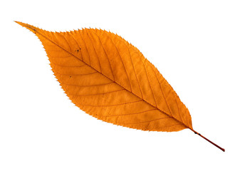 Sigle leaf