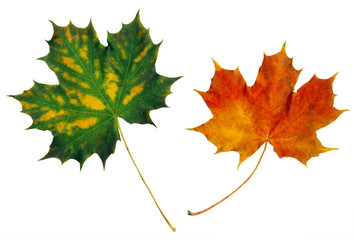 Two multicolored maple leaves