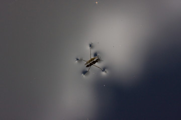 Common Pond Skater on smooth water