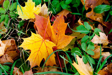 leaves