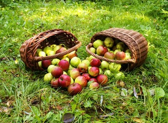 Zwei Körbe mit Äpfel im Gras