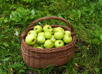 Obstkorb mit Äpfel