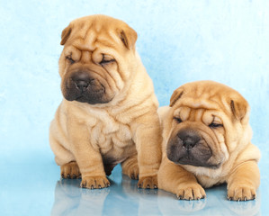 Sharpei in front of a white background