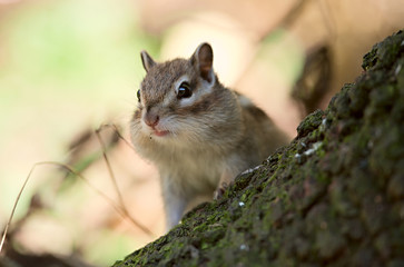 Chipmunk