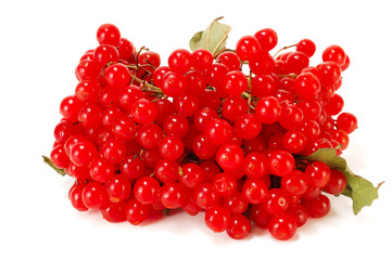 red viburnum