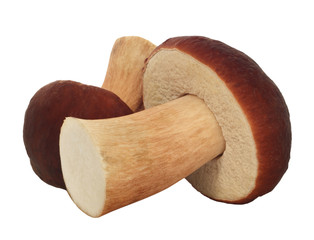 mushrooms on white background